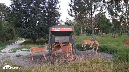 Leesburg Georgia Live Deer Feeder Webcam - Jun 23, 2026, 8:47pm EDT