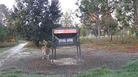 Leesburg Georgia Live Deer Feeder Webcam - Oct 21, 2025, 8:05am EDT