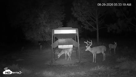 Leesburg Georgia Live Deer Feeder Webcam - Aug 29, 2026, 5:33am EDT