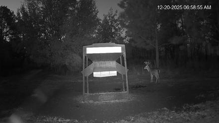 Leesburg Georgia Live Deer Feeder Webcam - Dec 20, 2025, 6:59am EST