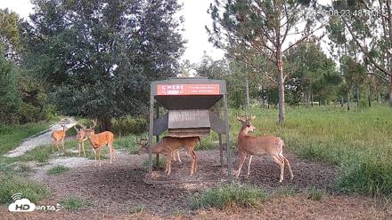 Leesburg Georgia Live Deer Feeder Webcam - Jul 21, 2026, 8:24pm EDT