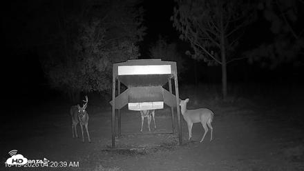 Leesburg Georgia Live Deer Feeder Webcam - Oct 19, 2026, 4:21am EDT