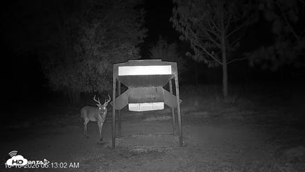 Leesburg Georgia Live Deer Feeder Webcam - Oct 16, 2026, 6:13am EDT