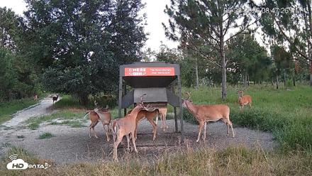 Leesburg Georgia Live Deer Feeder Webcam - Jun 28, 2026, 8:47pm EDT