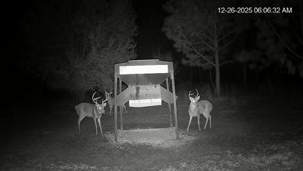 Leesburg Georgia Live Deer Feeder Webcam - Dec 26, 2025, 6:06am EST