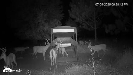 Leesburg Georgia Live Deer Feeder Webcam - Jul 9, 2026, 9:38pm EDT