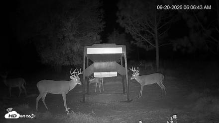 Leesburg Georgia Live Deer Feeder Webcam - Sep 20, 2026, 6:07am EDT