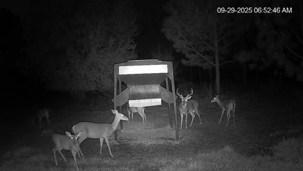 Leesburg Georgia Live Deer Feeder Webcam - Sep 29, 2025, 6:52am EDT