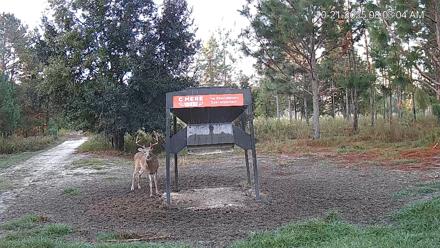 Leesburg Georgia Live Deer Feeder Webcam - Oct 21, 2025, 8:03am EDT