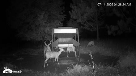 Leesburg Georgia Live Deer Feeder Webcam - Jul 14, 2026, 4:28am EDT