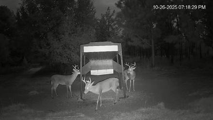 Leesburg Georgia Live Deer Feeder Webcam - Oct 26, 2025, 7:18pm EDT
