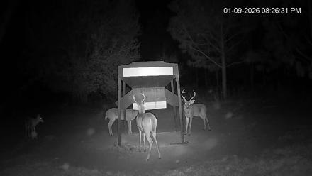 Leesburg Georgia Live Deer Feeder Webcam - Jan 9, 2026, 8:26pm EST