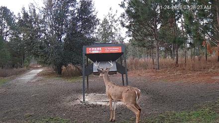 Leesburg Georgia Live Deer Feeder Webcam - Jan 24, 2026, 7:31am EST