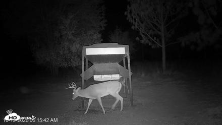 Leesburg Georgia Live Deer Feeder Webcam - Oct 19, 2026, 6:16am EDT