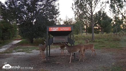 Leesburg Georgia Live Deer Feeder Webcam - Oct 20, 2026, 7:04pm EDT