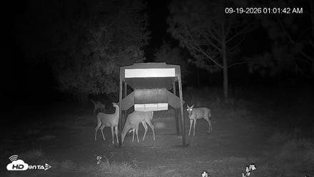 Leesburg Georgia Live Deer Feeder Webcam - Sep 19, 2026, 1:02am EDT
