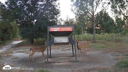 Leesburg Georgia Live Deer Feeder Webcam - Sep 29, 2026, 7:19pm EDT
