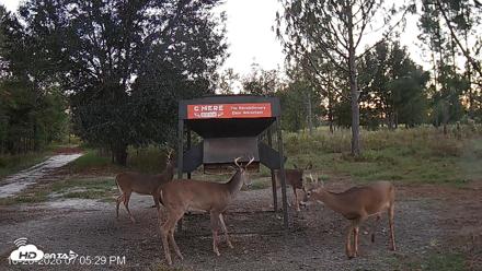 Leesburg Georgia Live Deer Feeder Webcam - Oct 20, 2026, 7:06pm EDT