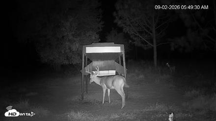 Leesburg Georgia Live Deer Feeder Webcam - Sep 2, 2026, 5:50am EDT
