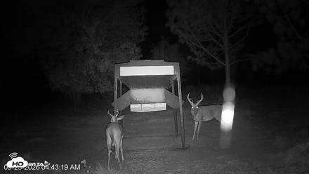 Leesburg Georgia Live Deer Feeder Webcam - Sep 23, 2026, 4:43am EDT