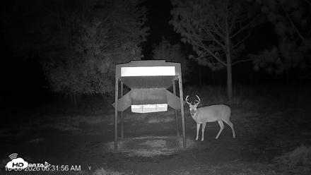 Leesburg Georgia Live Deer Feeder Webcam - Oct 6, 2026, 6:31am EDT
