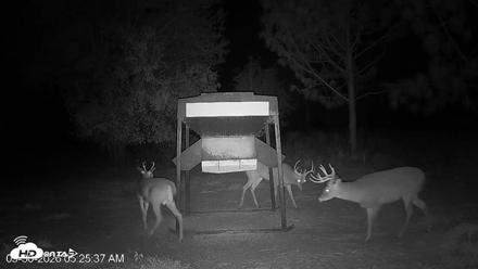 Leesburg Georgia Live Deer Feeder Webcam - Sep 30, 2026, 5:25am EDT