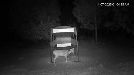 Leesburg Georgia Live Deer Feeder Webcam - Nov 7, 2025, 1:05am EST
