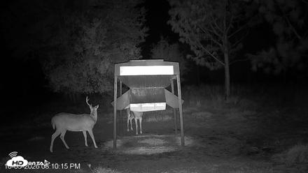 Leesburg Georgia Live Deer Feeder Webcam - Oct 5, 2026, 8:09pm EDT