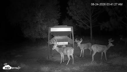 Leesburg Georgia Live Deer Feeder Webcam - Aug 24, 2026, 3:41am EDT