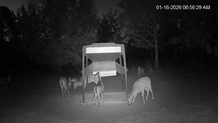 Leesburg Georgia Live Deer Feeder Webcam - Jan 16, 2026, 6:56am EST