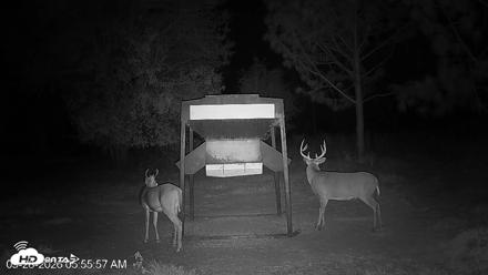 Leesburg Georgia Live Deer Feeder Webcam - Sep 28, 2026, 5:55am EDT