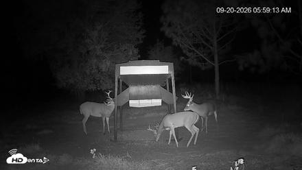 Leesburg Georgia Live Deer Feeder Webcam - Sep 20, 2026, 5:59am EDT