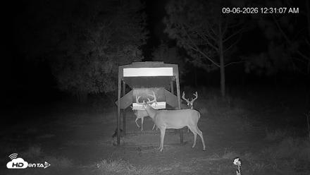 Leesburg Georgia Live Deer Feeder Webcam - Sep 6, 2026, 12:31am EDT