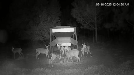 Leesburg Georgia Live Deer Feeder Webcam - Sep 10, 2025, 12:04am EDT