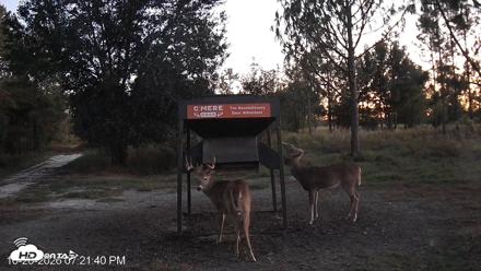 Leesburg Georgia Live Deer Feeder Webcam - Oct 20, 2026, 7:22pm EDT