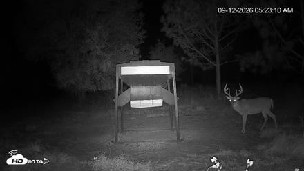 Leesburg Georgia Live Deer Feeder Webcam - Sep 12, 2026, 5:23am EDT