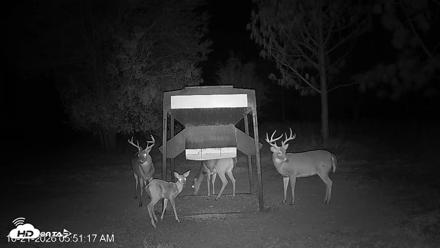 Leesburg Georgia Live Deer Feeder Webcam - Oct 21, 2026, 5:51am EDT