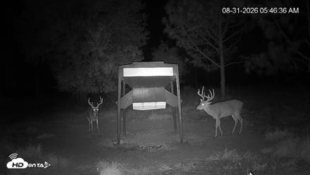 Leesburg Georgia Live Deer Feeder Webcam - Aug 31, 2026, 5:46am EDT