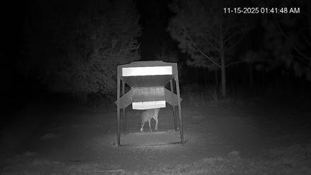 Leesburg Georgia Live Deer Feeder Webcam - Nov 15, 2025, 1:42am EST
