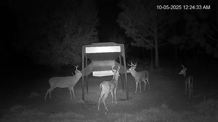 Leesburg Georgia Live Deer Feeder Webcam - Oct 5, 2025, 12:24am EDT