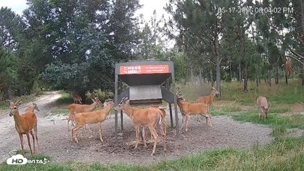 Leesburg Georgia Live Deer Feeder Webcam - May 17, 2026, 8:04pm EDT