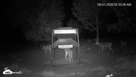 Leesburg Georgia Live Deer Feeder Webcam - Sep 1, 2026, 5:35am EDT
