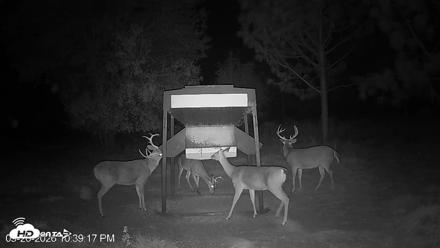 Leesburg Georgia Live Deer Feeder Webcam - Sep 26, 2026, 10:39pm EDT