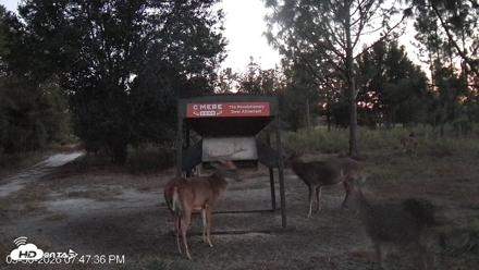 Leesburg Georgia Live Deer Feeder Webcam - Sep 30, 2026, 7:48pm EDT