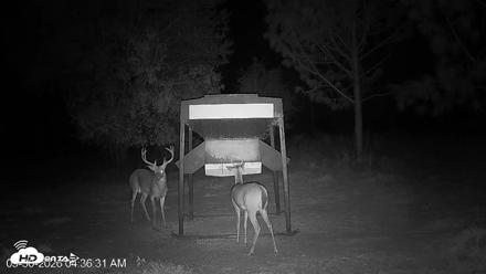 Leesburg Georgia Live Deer Feeder Webcam - Sep 30, 2026, 4:36am EDT