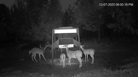 Leesburg Georgia Live Deer Feeder Webcam - Dec 7, 2025, 6:01pm EST