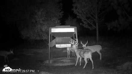 Leesburg Georgia Live Deer Feeder Webcam - Oct 5, 2026, 11:29pm EDT
