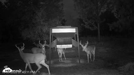 Leesburg Georgia Live Deer Feeder Webcam - Oct 5, 2026, 7:43pm EDT