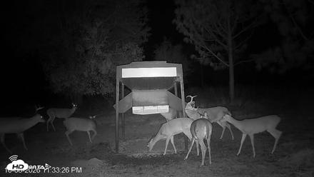 Leesburg Georgia Live Deer Feeder Webcam - Oct 8, 2026, 11:33pm EDT