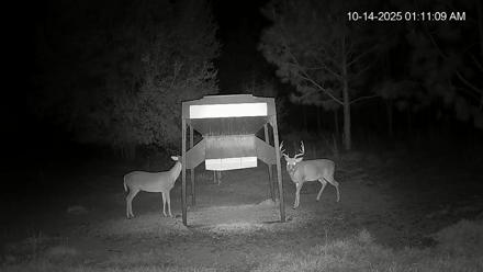 Leesburg Georgia Live Deer Feeder Webcam - Oct 14, 2025, 1:11am EDT